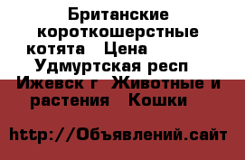 Британские короткошерстные котята › Цена ­ 5 000 - Удмуртская респ., Ижевск г. Животные и растения » Кошки   